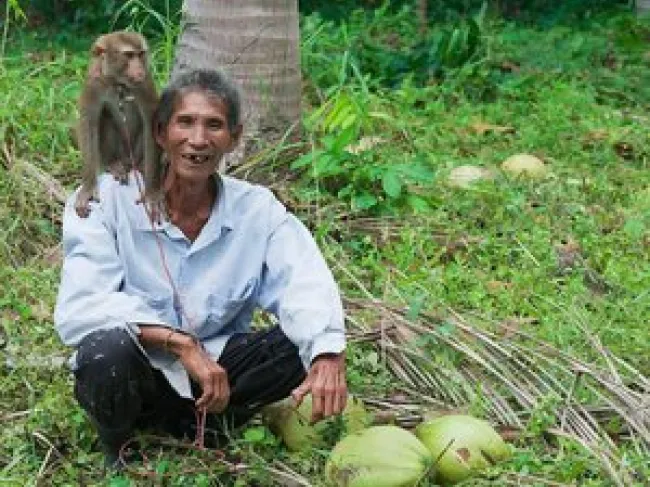 Activists Seek to Impoverish Thai Villagers to Save Monkeys from “Slavery”